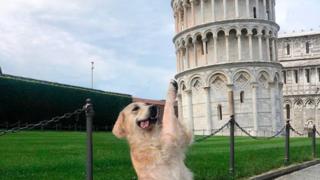Hund vor Pisa Turm