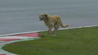 Ein Hund macht die F1-Strecke in Istanbul unsicher