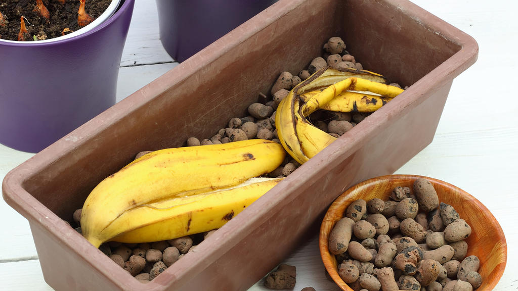 Perfekter Dünger für Pflanzen: Bananenschale