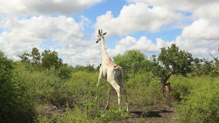 Weltweit einzig verbleibende weiße Giraffe