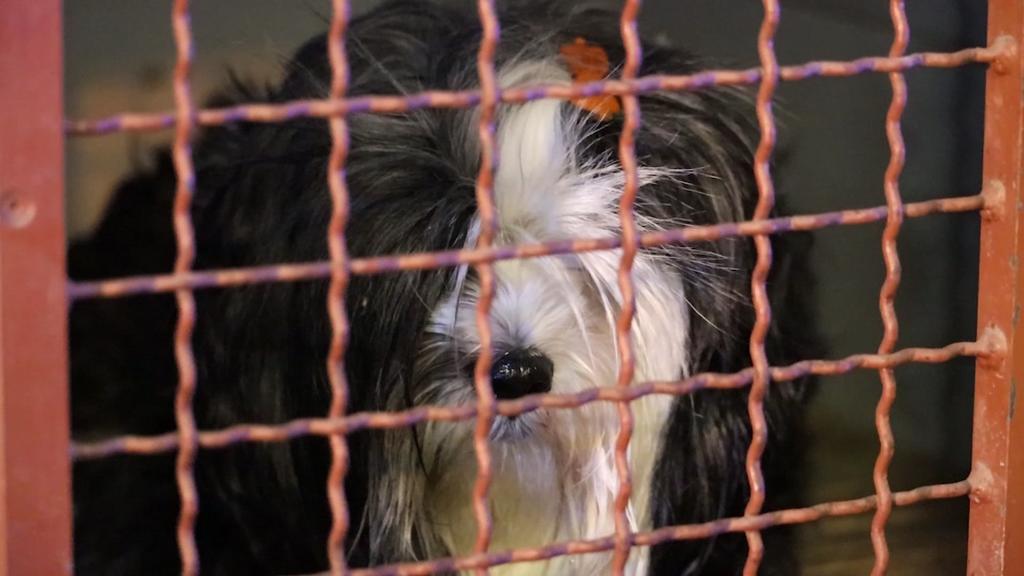 Der Hund der Familie blieb bei dem Unfall unverletzt