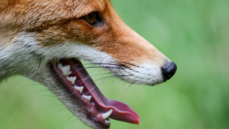 Der Jäger entdeckte einen infizierten Fuchs (Symbolbild).