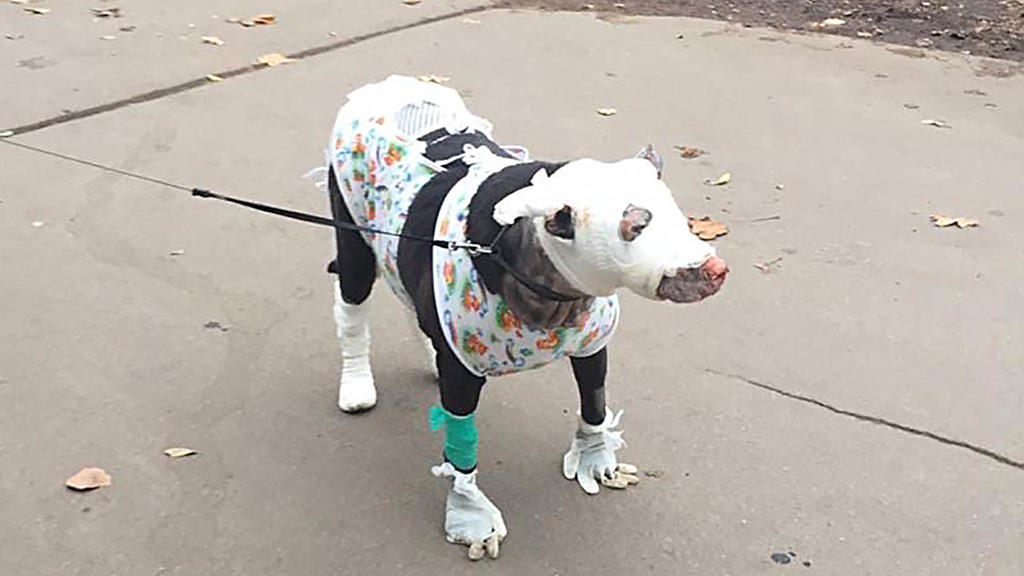 Verletzer bandagierter Hund auf der Straße