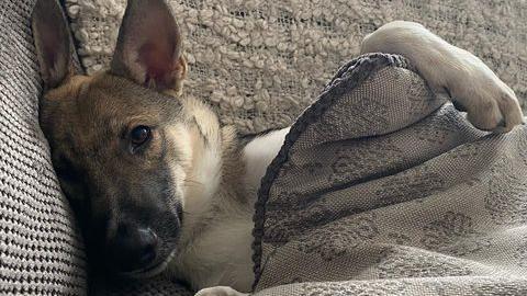 So zufrieden ist Teddy in seinem neuen Zuhause in London.