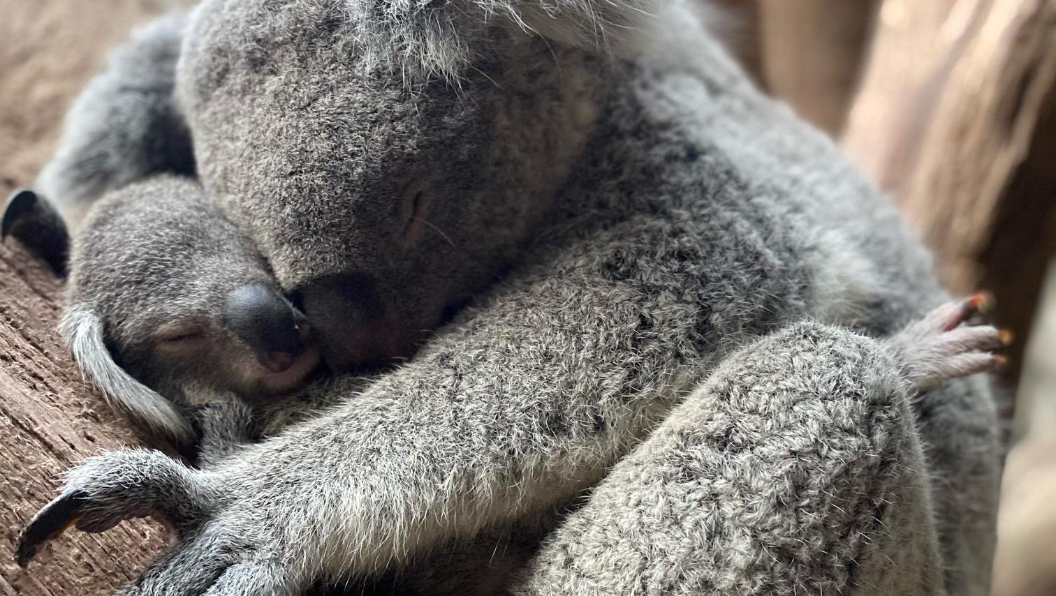 Liebe Pur Im Leipziger Zoo Koala Baby Kuschelt In Mamas Arm