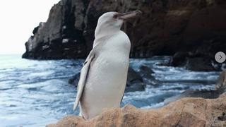 Weißer Pinguin auf den Galapagis Inseln