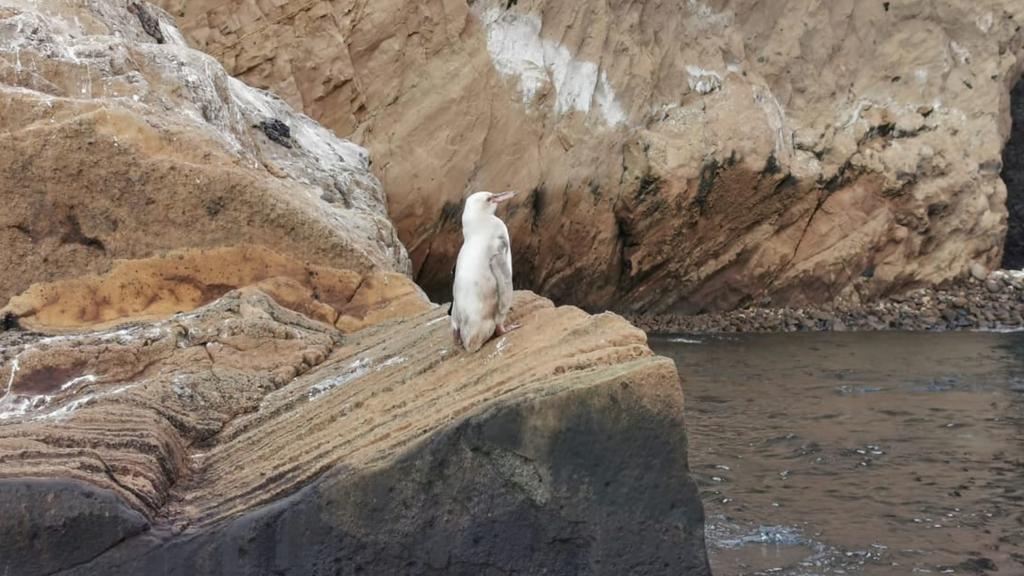 Weißer Pinguin auf den Galapagis Inseln