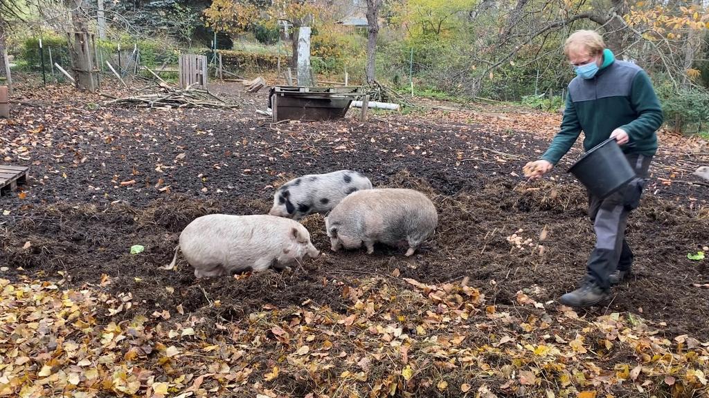 Sven Nähter füttert Tiere im Tierpark Hebelei an der Elbe bei Meißen