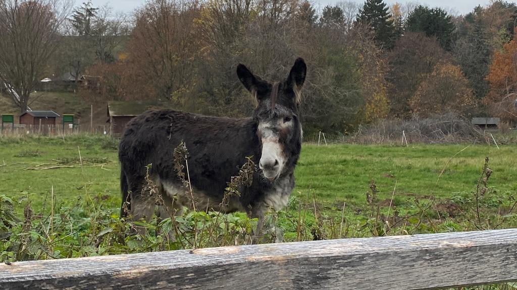 Esel im Tierpark Hebelei an der Elbe in Meißen.