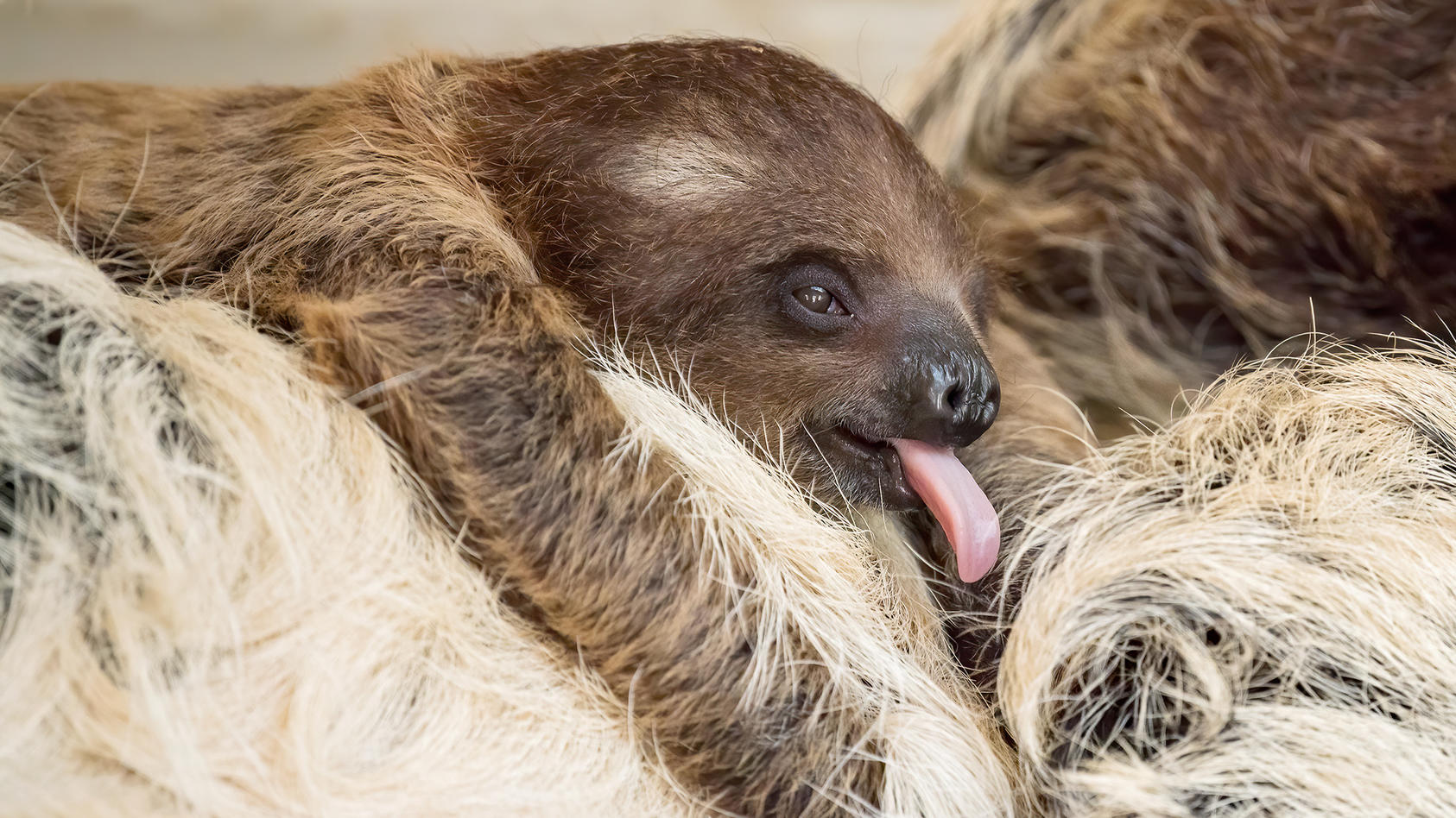 Pauline Ist Unser Lockdown Baby Wiener Zoo Zeigt Faultier Nachwuchs