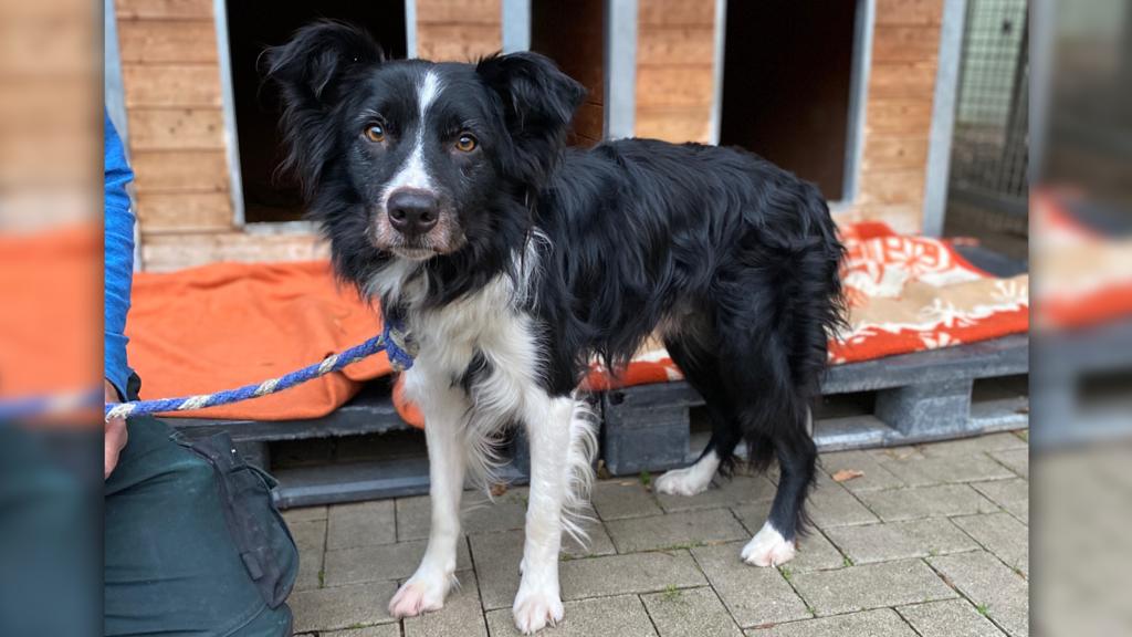 Hund Mo im Tierheim Köln-Dellbrück