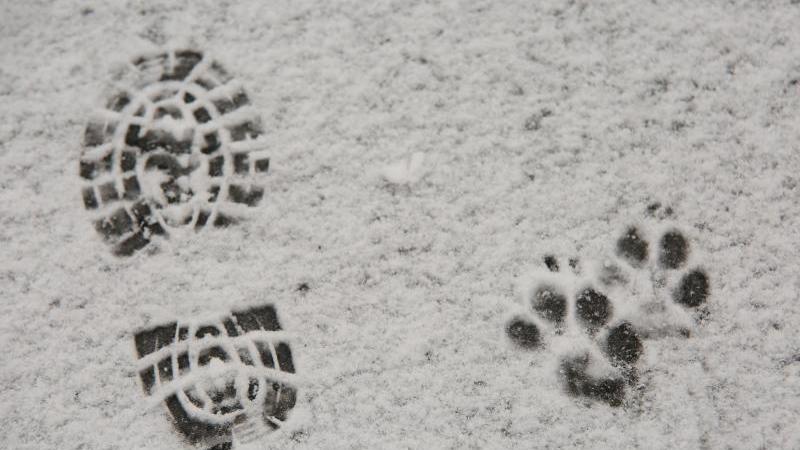 Spuren eines Schuhabdruckes und eines Hundes im Schnee. Foto: Matthias Bein/dpa-Zentralbild/dpa/Symbolbild