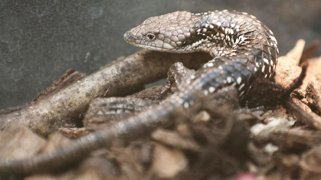 02.12.2020, Nordrhein-Westfalen, Bonn: Eine Baumschleiche aus Mexiko, die vom Zoll beschlagnahmt wurde, sitzt in einem Terrarium. Das Hauptzollam Köln hat am Flughafen Köln/Bonn 26 artengeschützte Reptilien beschlagnahmt. Die Tiere waren in mexikanis