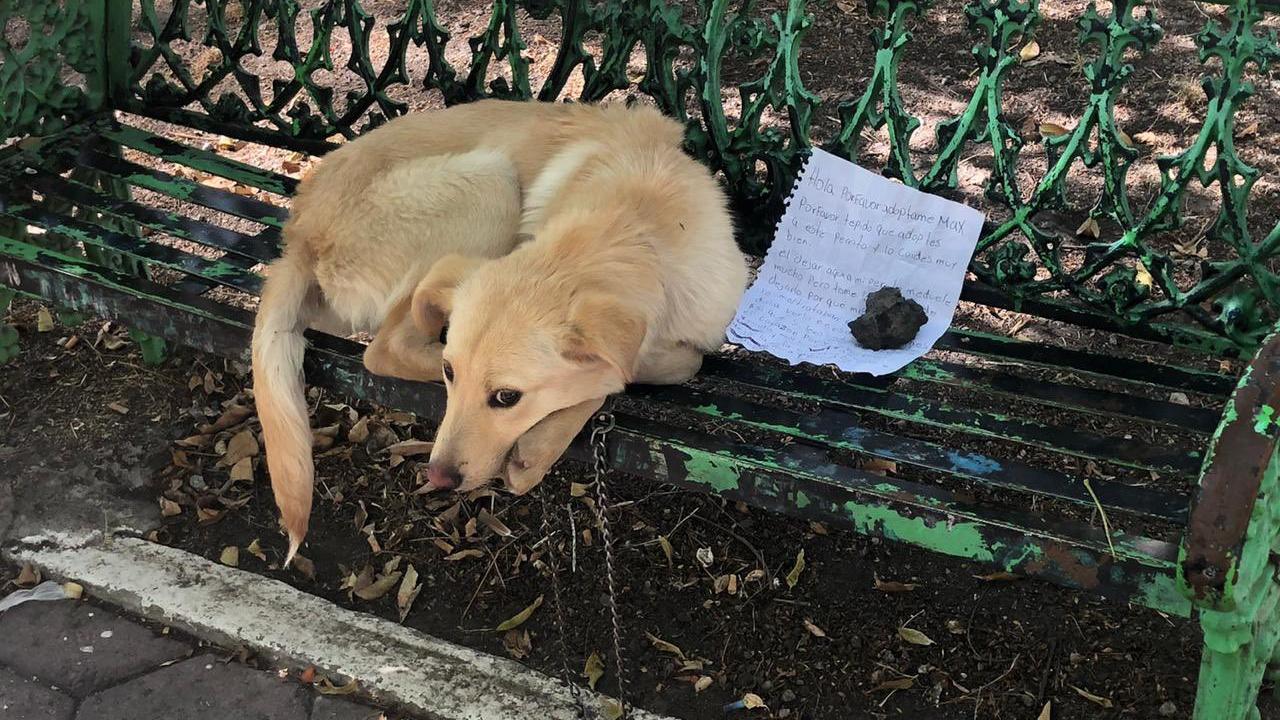 Hund Aus Liebe Ausgesetzt Jetzt Hat Er Ein Neues Zuhause Gefunden