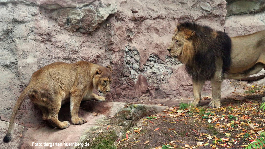 Löwendame Aarany und Männchen Subali im Nürnberger Zoo