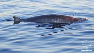 Neue Wal Spezies vor Mexiko ein Schnabelwal