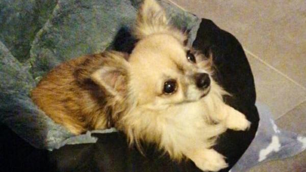 Chihuahua Toni ist herzkrank, bekam aber trotz seines Alters und Erkrankung eine neue Familie kurz vor Weihnachten.
