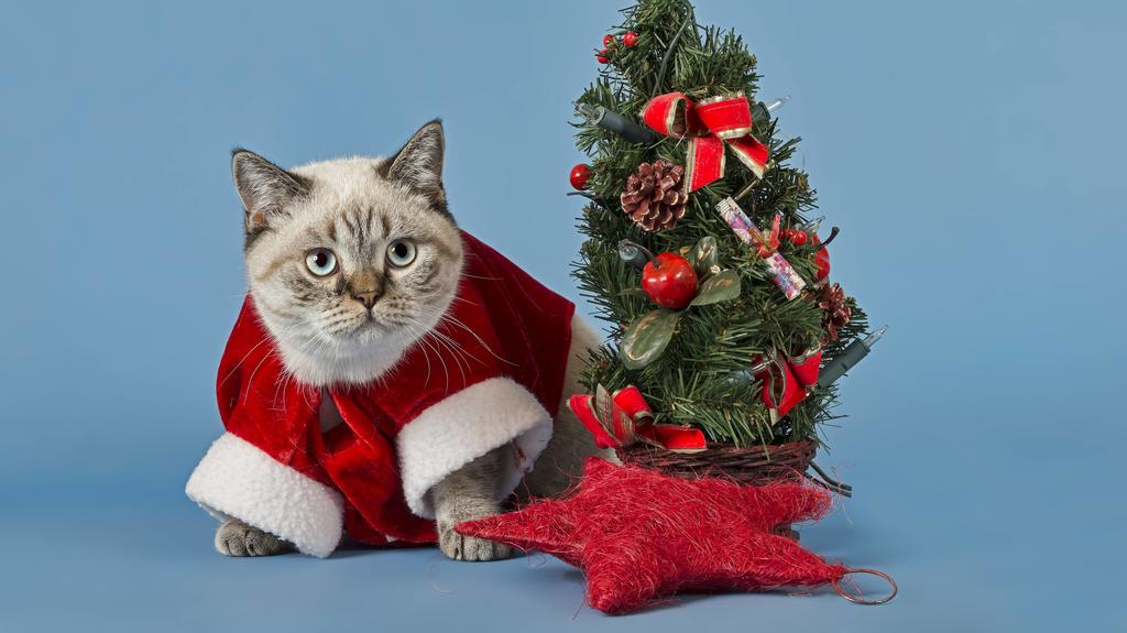 Britisch Kurzhaar Katze in Weihnachtskostüm, mit Weihnachtsbaum ibxeri04046758.jpg Bitte beachten Sie die gesetzlichen Bestimmungen des deutschen Urheberrechtes hinsichtlich der Namensnennung des Fotografen im direkten Umfeld der Veröffentlichung!