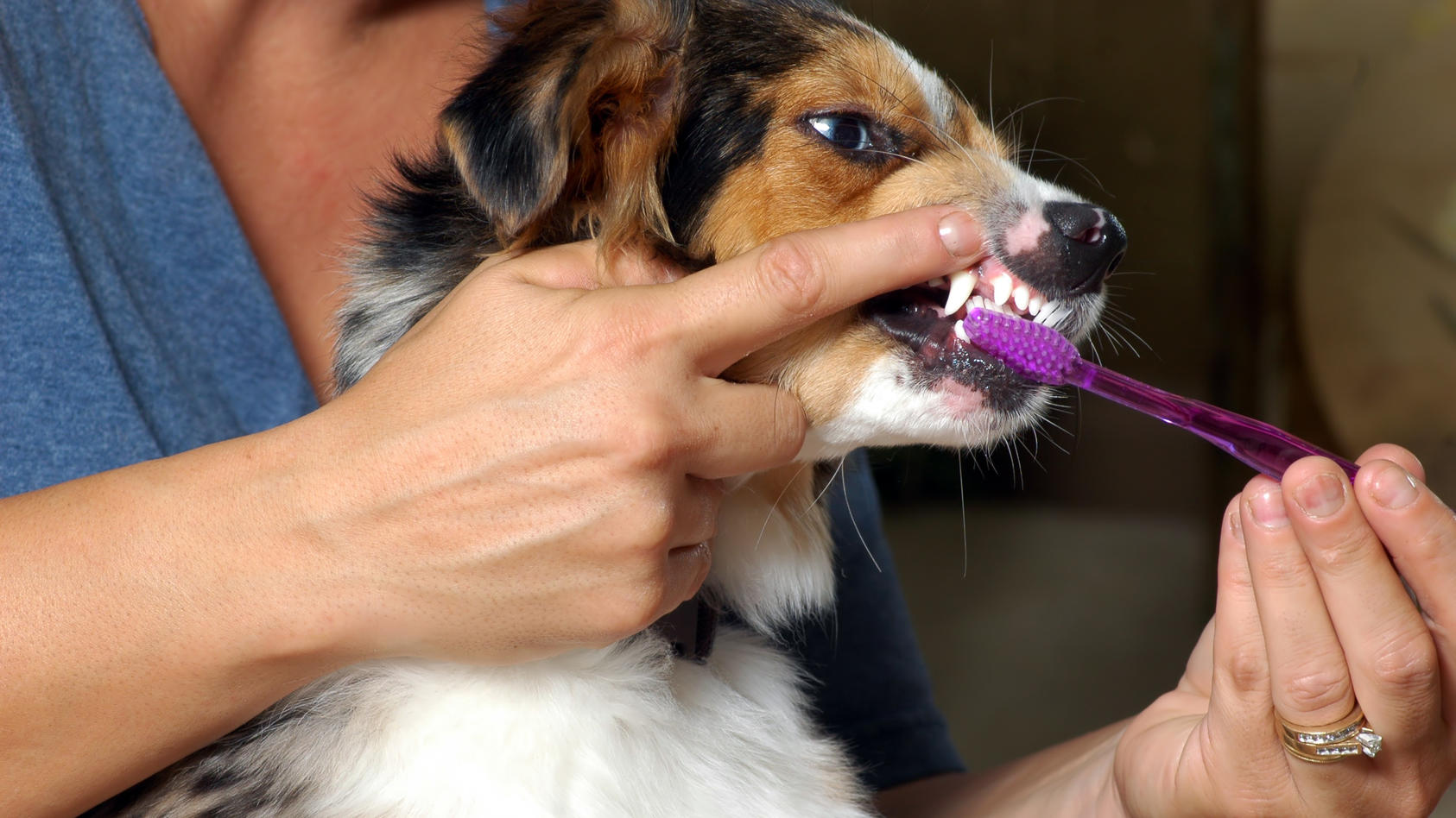 Zahnpflege bei Hunden und Katzen wird oft unterschätzt - ist aber sehr wichtig.
