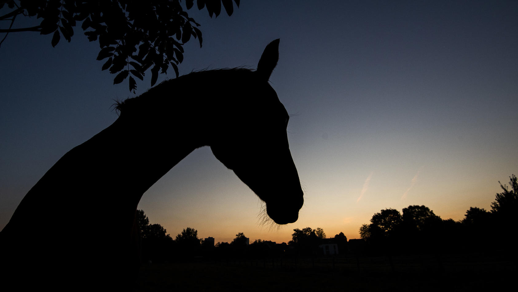 01.10.2020, Niedersachsen, Laatzen: Ein Pferd grast kurz vor Sonnenaufgang auf einer Koppel an der Leinemasch in der Region Hannover. Foto: Julian Stratenschulte/dpa +++ dpa-Bildfunk +++