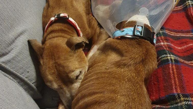 Sammy und Sophie liegen schlafend auf der Couch