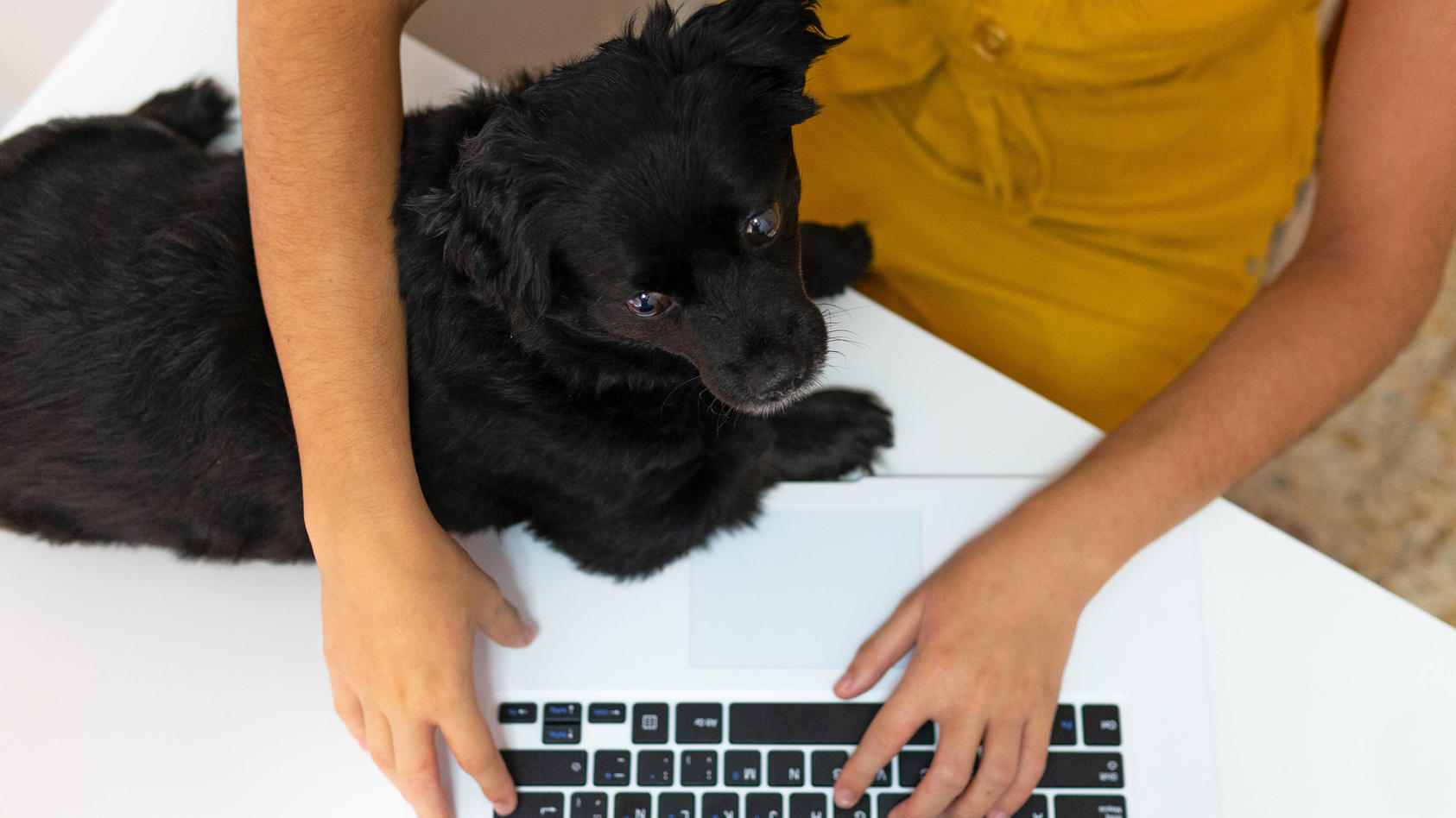  Top view of unrecognizable female entrepreneur sitting at table with cute puppy and typing on laptop while working remotely at home Copyright: xDavidxMunozx