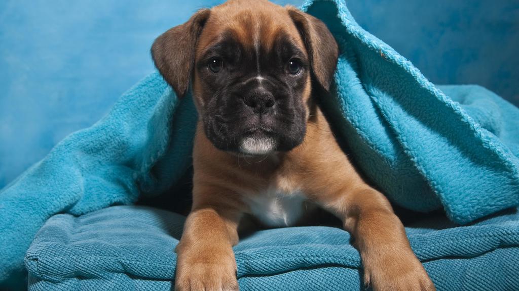 Boxer Welpe, in Decke eingehüllt | Verwendung weltweit, Keine Weitergabe an Wiederverkäufer.