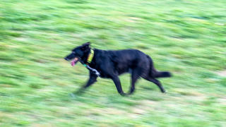 Schwarzer Hund auf Feld