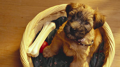 Hund mit Hundeknochen.