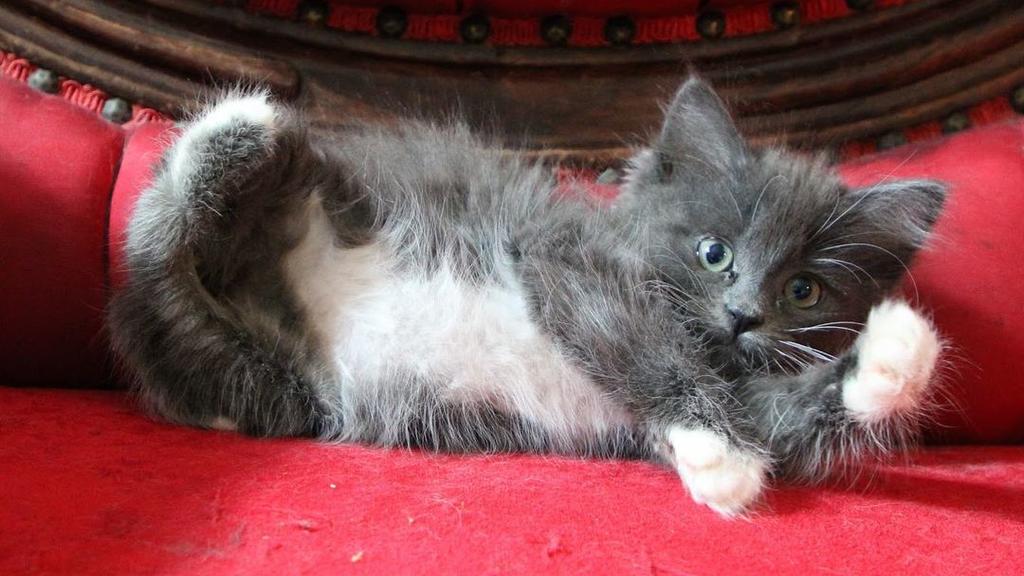 Katze liegt