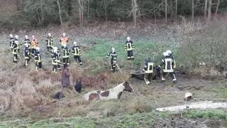 Einsatzkräfte der Feuerwehr retten Pferde aus einem Schlammloch