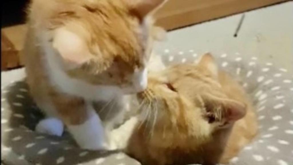 Kater Gabriel und sein Bruder Arthur