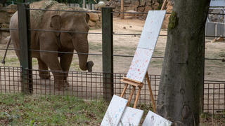 ARCHIV - 01.09.2020, Niedersachsen, Osnabrück: Im Zoo von Osnabrück hat Elefantenkuh Sita (hinten) mit versprühter Farbe aus ihrem Rüssel Bilder gestaltet, die vor ihrem Gehege ausgestellt sind. (zu dpa "Liebe Hunde, freche Schweine - Tiere machten 2020 Schlagzeilen") Foto: Friso Gentsch/dpa +++ dpa-Bildfunk +++