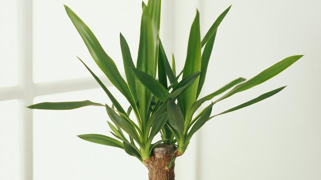 Yucca-Palme als Zimmerpflanze
