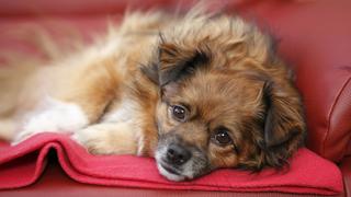 Mischlingshund (Canis lupus f. familiaris), 5-jaehriger Mischling liegt auf einem Sofa und schaut in die Kamera | mixed breed dog (Canis lupus f. familiaris), 5 years old individual lying on a sofa | Verwendung weltweit