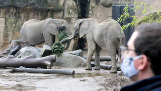 08.01.2021, Nordrhein-Westfalen, Duisburg: Die afrikanischen Elefanten werden im Duisburger Zoo unter den Augen von Zoosprecher Christian Schreiner gefüttert. Die Zoos in NRW haben durch die Corona-Schließungen und Besucherbegrenzungen im vergangenen Jahr Millionen an Einnahmen eingebüßt und leben derzeit von ihren Rücklagen. Foto: Roland Weihrauch/dpa +++ dpa-Bildfunk +++