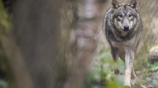 06.02.2020, Hessen, Klein-Auheim: Ein Wolf läuft durch ein Freigehege im Wildpark Alte Fasanerie. Experten beobachten seit Jahren die Entwicklung der Wolfspopulation in Hessen, wobei vielfach nur «Durchzügler» beobachtet werden. (Zu dpa «Wölfe in Hessen») Foto: Boris Roessler/dpa +++ dpa-Bildfunk +++