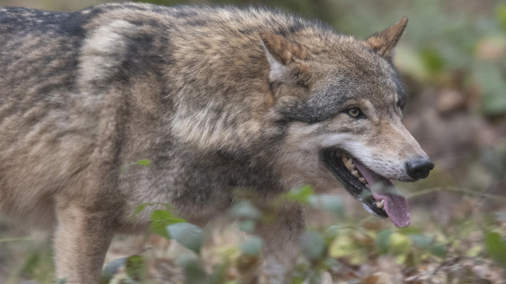 06.02.2020, Hessen, Klein-Auheim: Ein Wolf läuft durch ein Freigehege im Wildpark Alte Fasanerie. Experten beobachten seit Jahren die Entwicklung der Wolfspopulation in Hessen, wobei vielfach nur «Durchzügler» beobachtet werden.