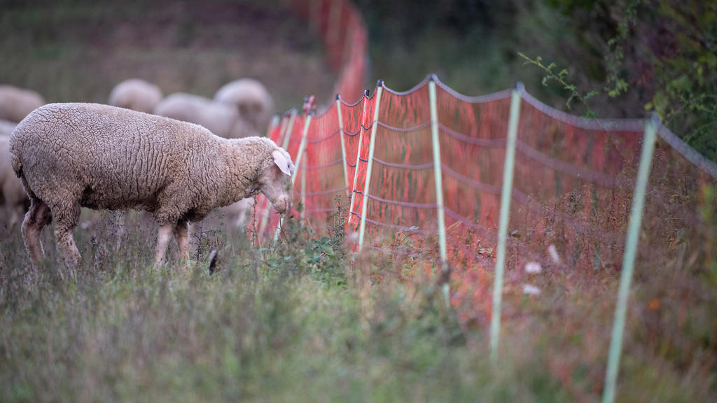 Ein Schaf grast auf einer Weide an einem Weideschutzzaun