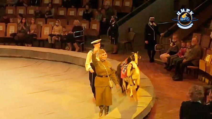 Zwei Ziegen mit Hakenkreuz-Symbolen während einer Zirkusvorstellung in Russland.
