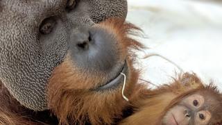 Orang-Utan-Männchen hält Baby im Arm