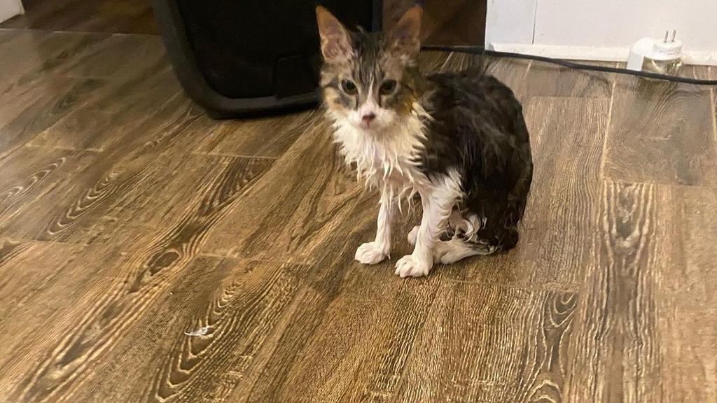 Nasse Katze sitzt im Wohnzimmer