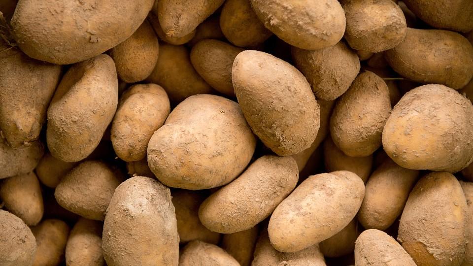 Viele unterschiedlich große Kartoffeln auf einem Haufen.