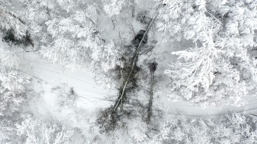 15.01.2021, Baden-Württemberg, Ravensburg: Ein umgestürzter Baum blockiert den Zufahrtsweg zur Veitsburg (Aufnahme mit Drohne). Vielerorts kam es in Oberschwaben zu Schneebruch. Foto: Felix Kästle/dpa +++ dpa-Bildfunk +++