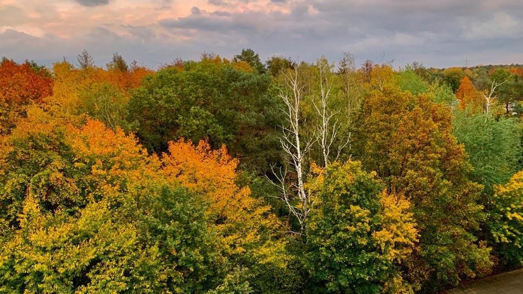 Das Waldstück in Quickborn vor der Abholzung.