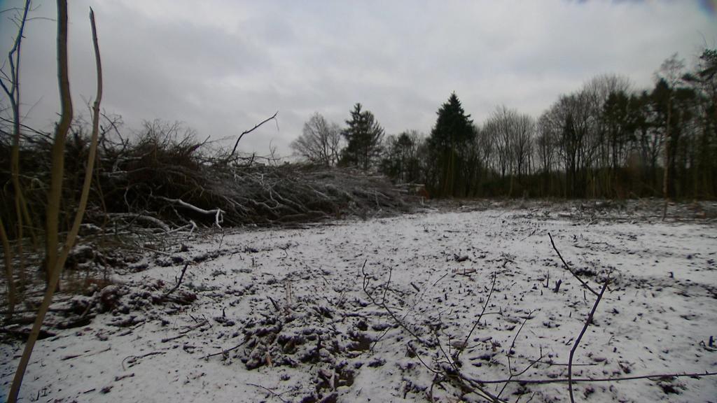Gerodetes Waldstück in Quickborn.