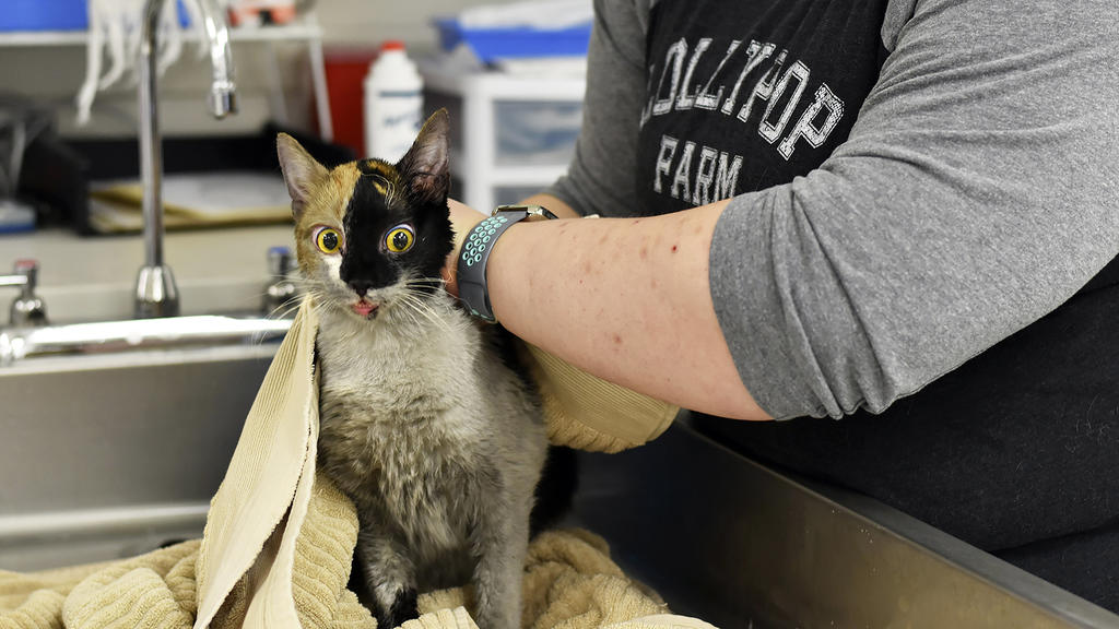 This photo, provided by Lollypop Farm shelter, shows one of the 97 cats rescued from a house fire in Perinton, NY, outside Rochester, NY, Thursday, Jan. 14, 2021. Many of the cats suffered smoke inhalation, the Humane Society of Greater Rochester sai