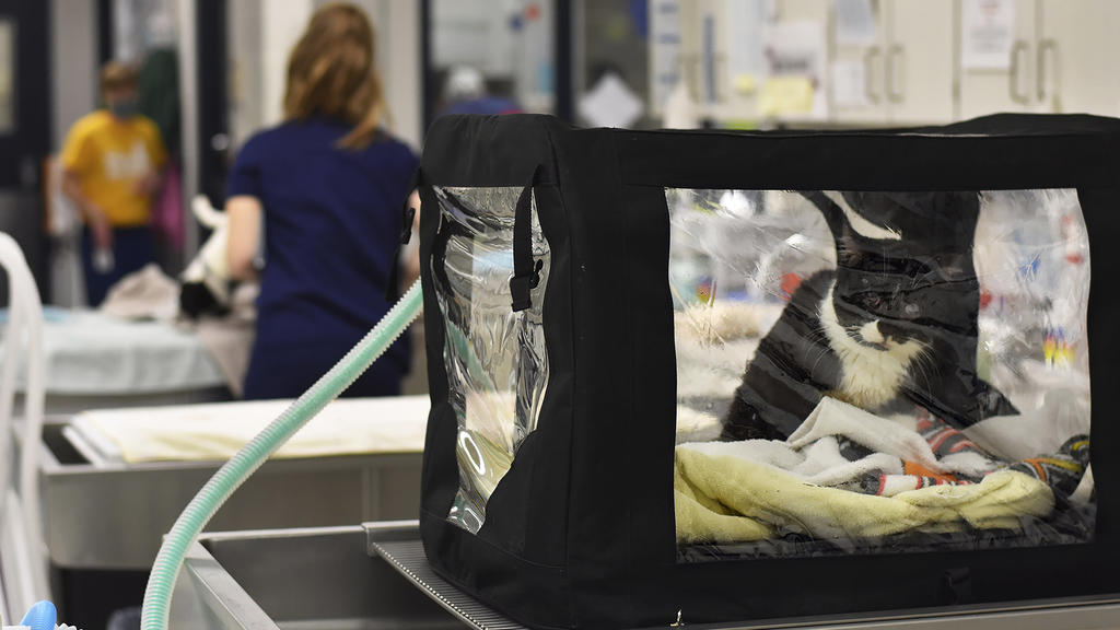 This photo, provided by Lollypop Farm shelter, shows one of the 97 cats rescued from a house fire in Perinton, NY, outside Rochester, NY, Thursday, Jan. 14, 2021. Many of the cats suffered smoke inhalation, the Humane Society of Greater Rochester sai