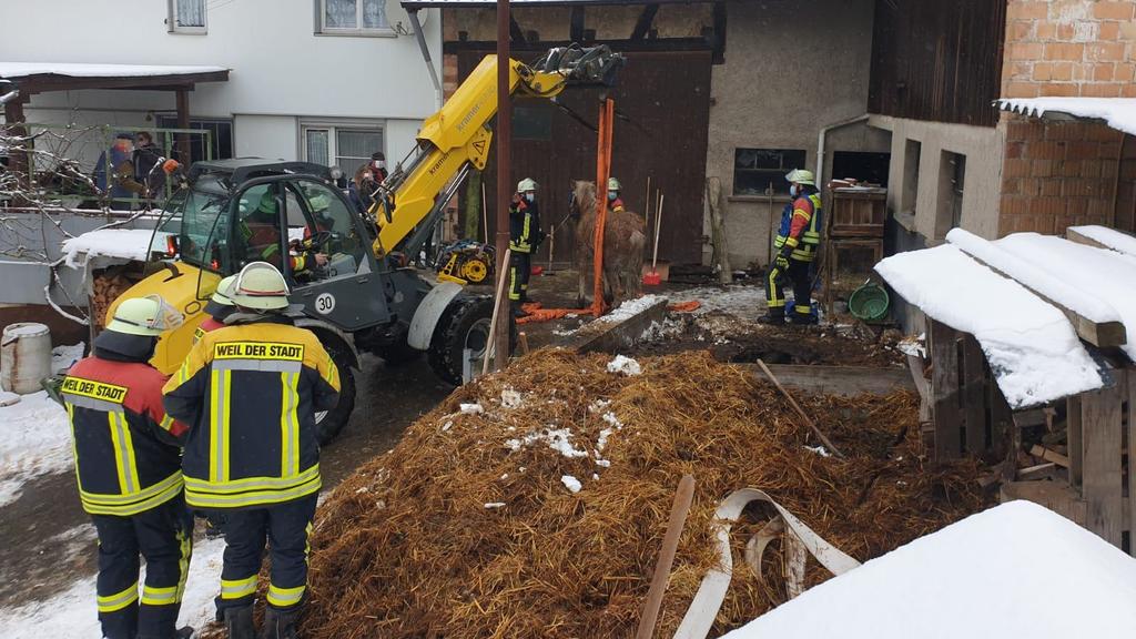 Pferd aus Güllegrube gerettet