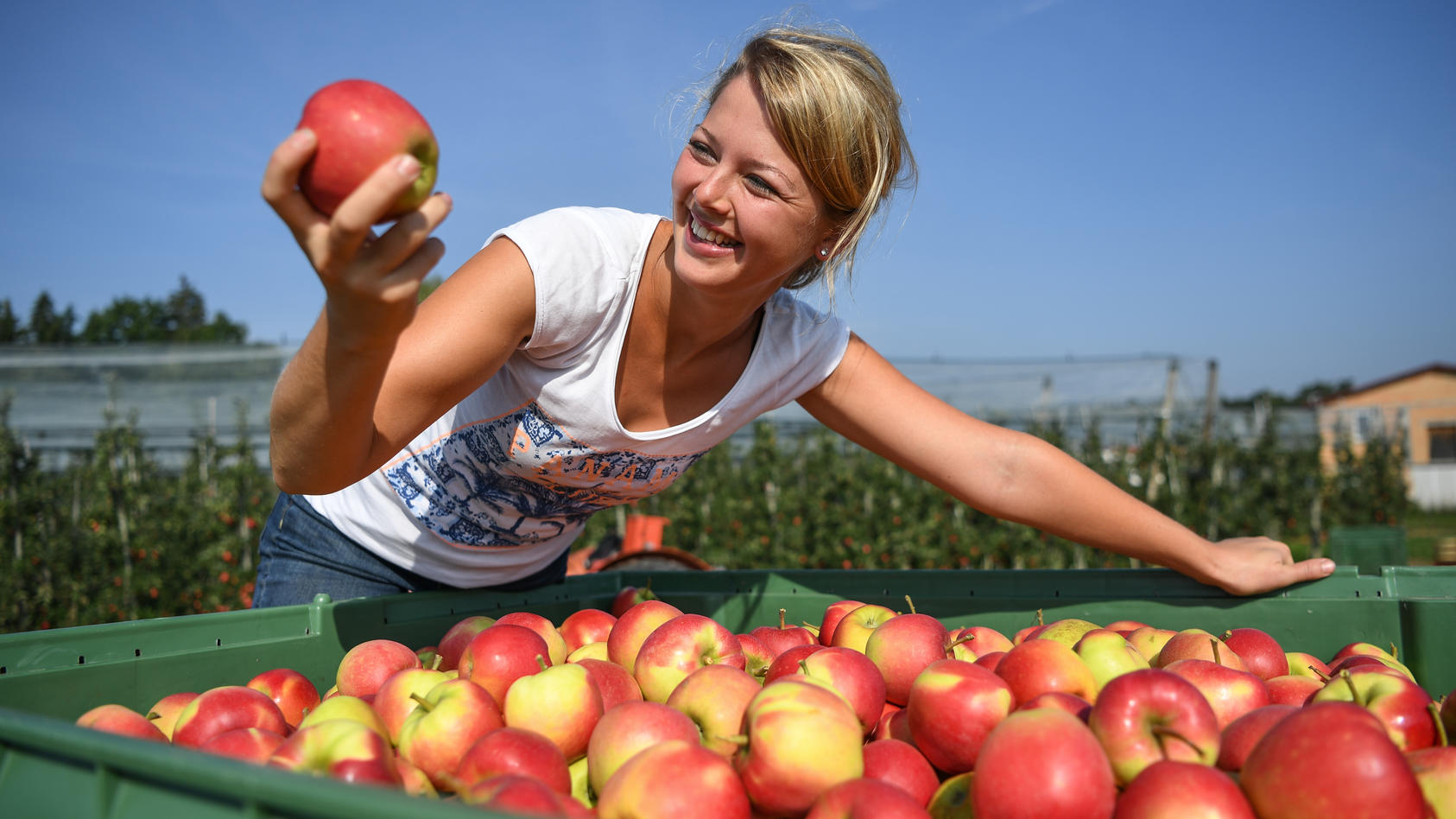 12 Kilo Apfel Fur Jeden Deutschen Apfelbauern Fahren 2020 Fette Ernte Ein